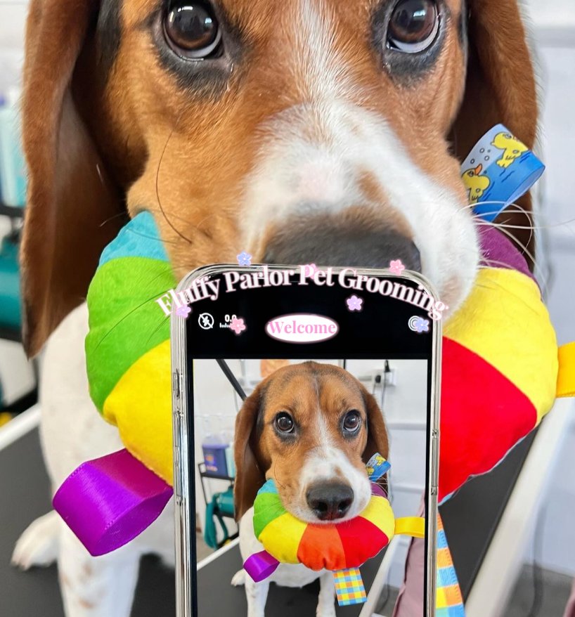 A happy beagle with a colourful rainbow toy at Fluffy Parlor Pet Grooming